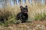 BOULEDOGUE FRANCAIS 312